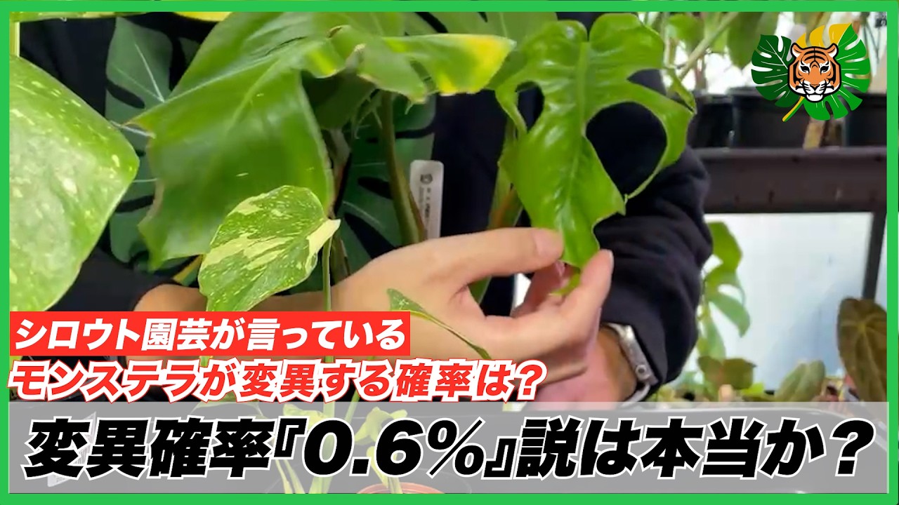 【モンステラ変異】シロウト園芸が言っている『モンステラが変異する確率率0.6%』は本当か？自分で論考してみます。【ミューテーション】