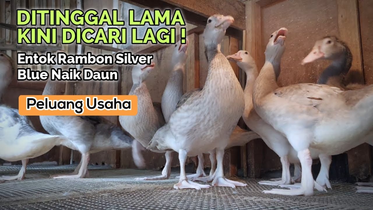 TERNAK ENTOK RAMBON SILVER BLUE JADI PRIMADONA BARU