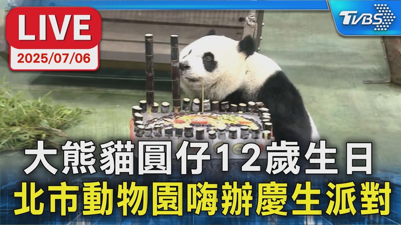 【LIVE】大熊貓圓仔12歲生日 北市動物園嗨辦慶生派對