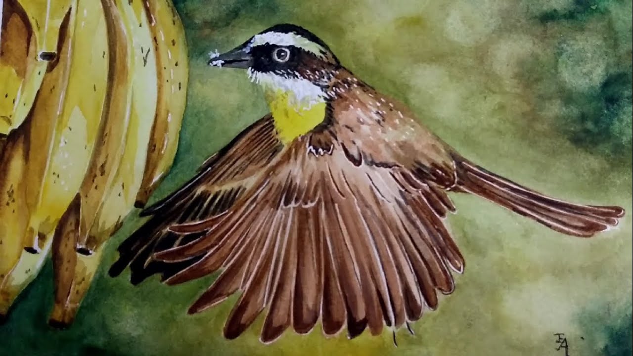 #WATERCOLOR #aquarela- Bem-Te-Vi