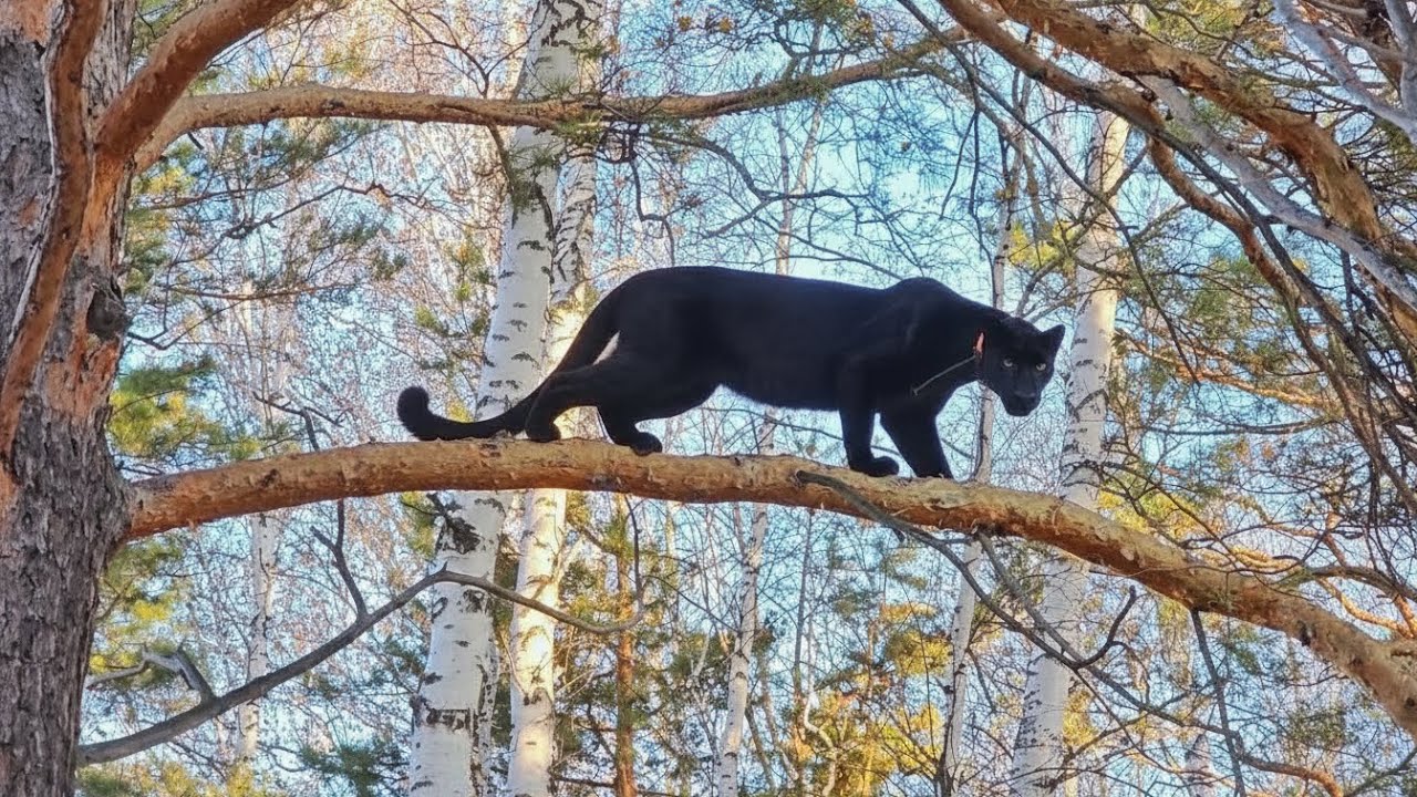 Пантера Луна и белка фитнес тренер 🐿️🐆