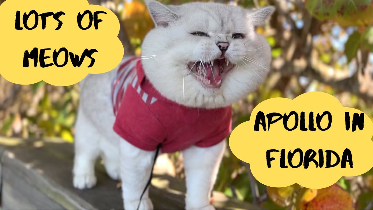 Big CAT Apollo in FLORIDA | Lots of MEOWS