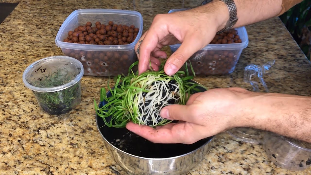 Orchid Flasks: Semi-Hydroponics (Part One)