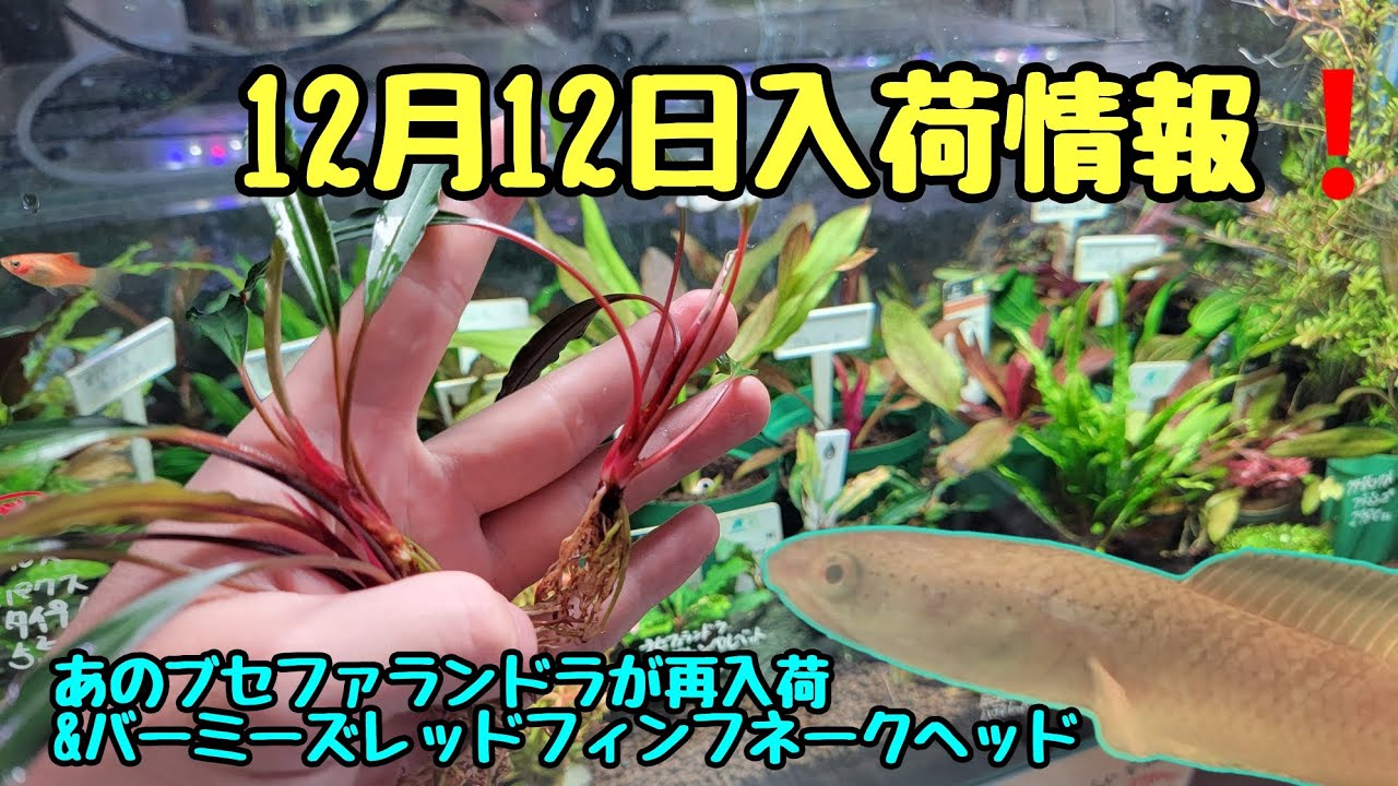 12月12日の入荷情報！再入荷のブセファランドラとちょっぴり熱帯魚