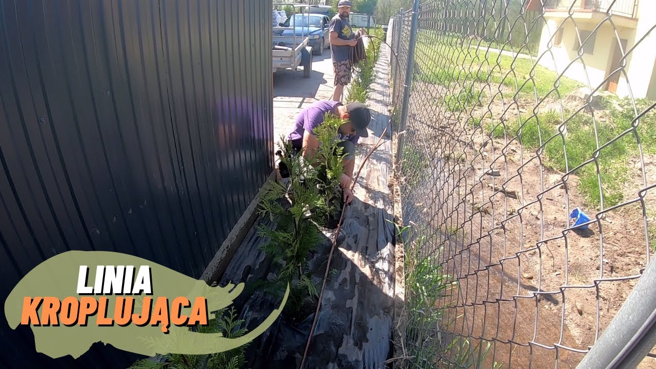Linia kroplująca. Obsadzamy rabatę w ogrodzie