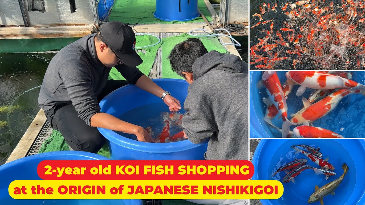 Nisai Koi Fish Shopping at the Origin of Nishikigoi, Kawakami Koi Farm and Sakazume Koi Farm