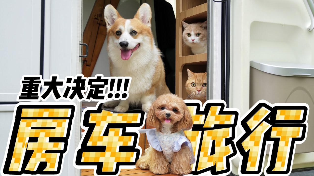 【喵来啦】养猫狗的第十年，不想留下遗憾了…