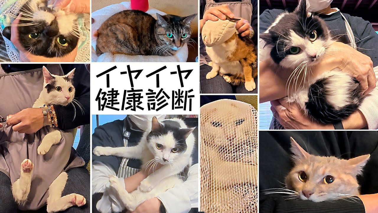 保護猫たちのイヤイヤ健康診断・1月号