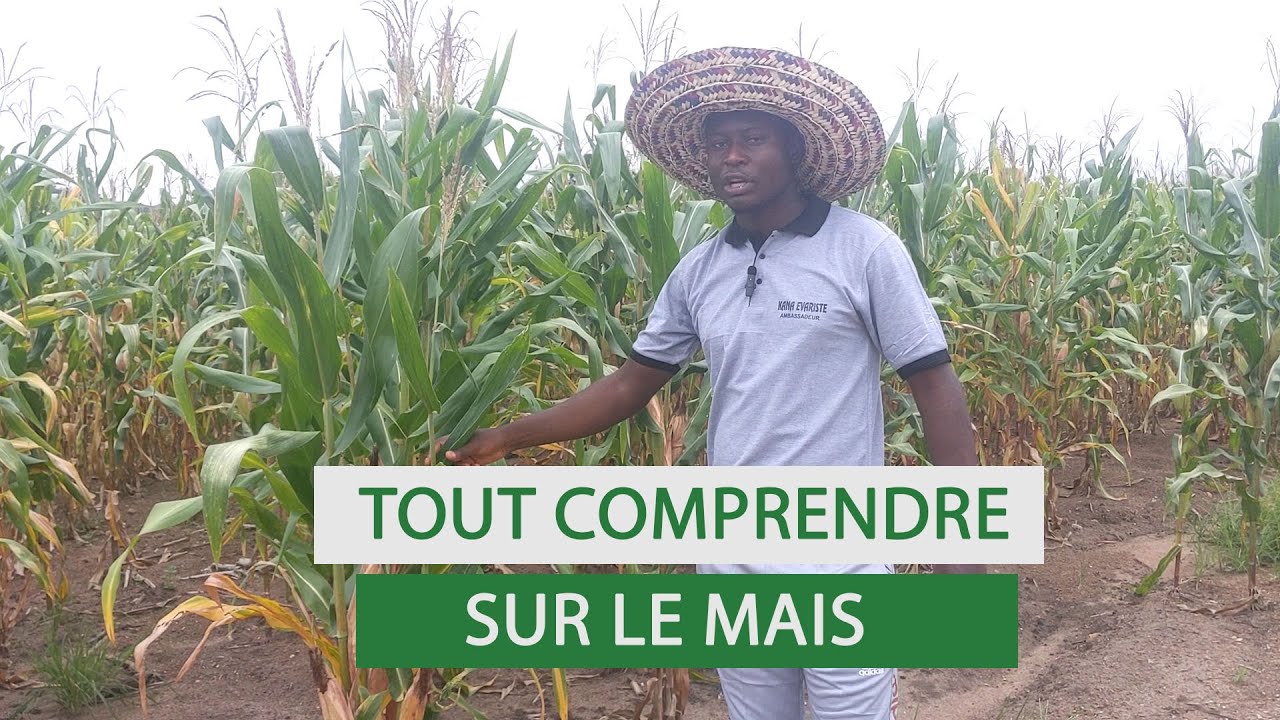 REUSSIR LA CULTURE DE MAÏS  DE A à Z