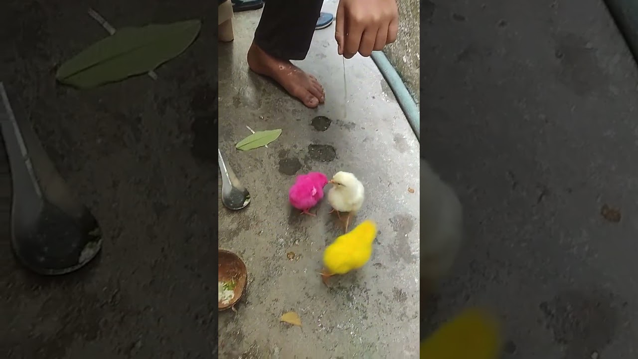 3 Kuty hen 🐔is cute