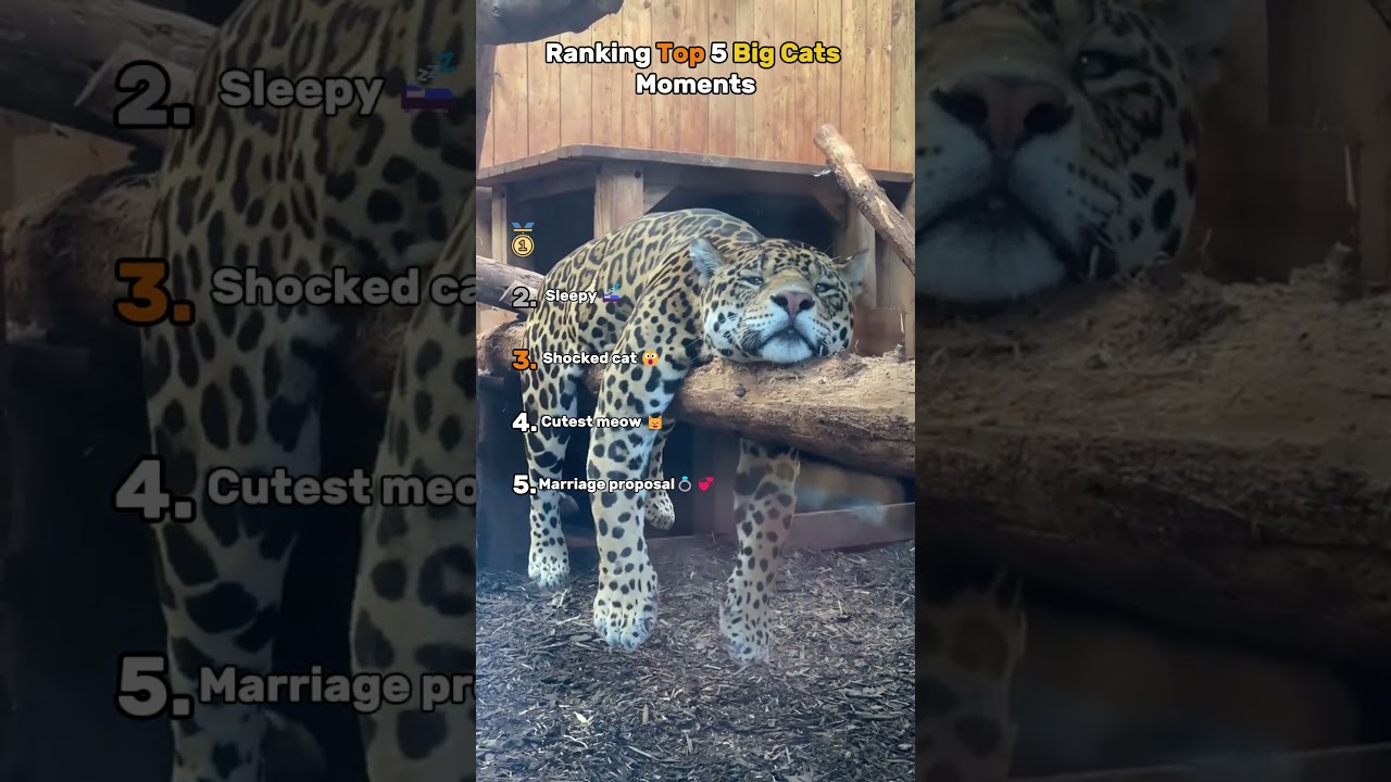 🦁🐆🐯 Ranking Big Cats Moments 🦁🐆🐯