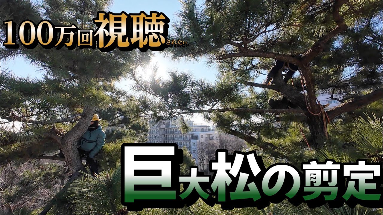 【激高】大きな松を剪定します