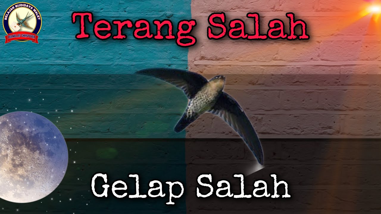Bagaimana Pencahayaan Yang Baik Pada RBW ? | What Are The Best Lighting Setup For Swiftlet House?