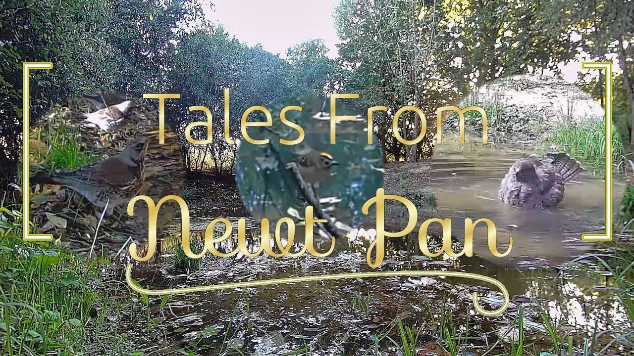 Nature on a UK Smallholding, Tales From Newt Pan a Wildlife Pond, Episode 2