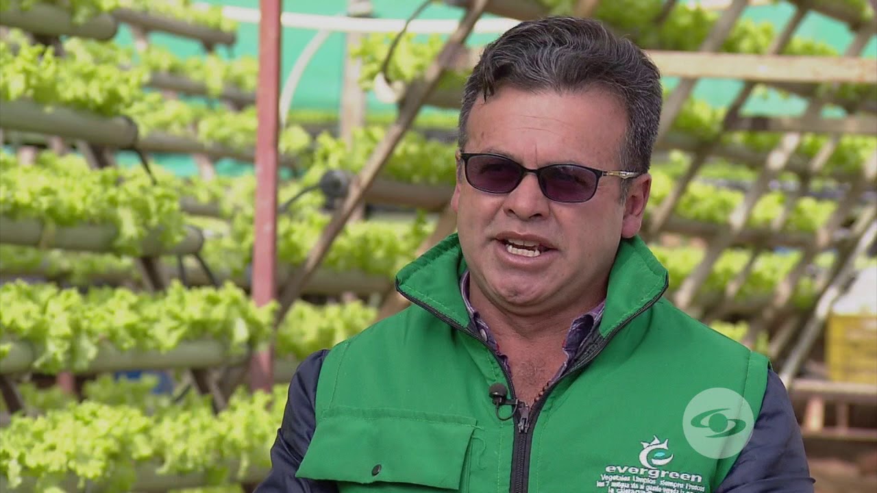 Lechuga hidropónica en sistema piramidal | La Finca de Hoy