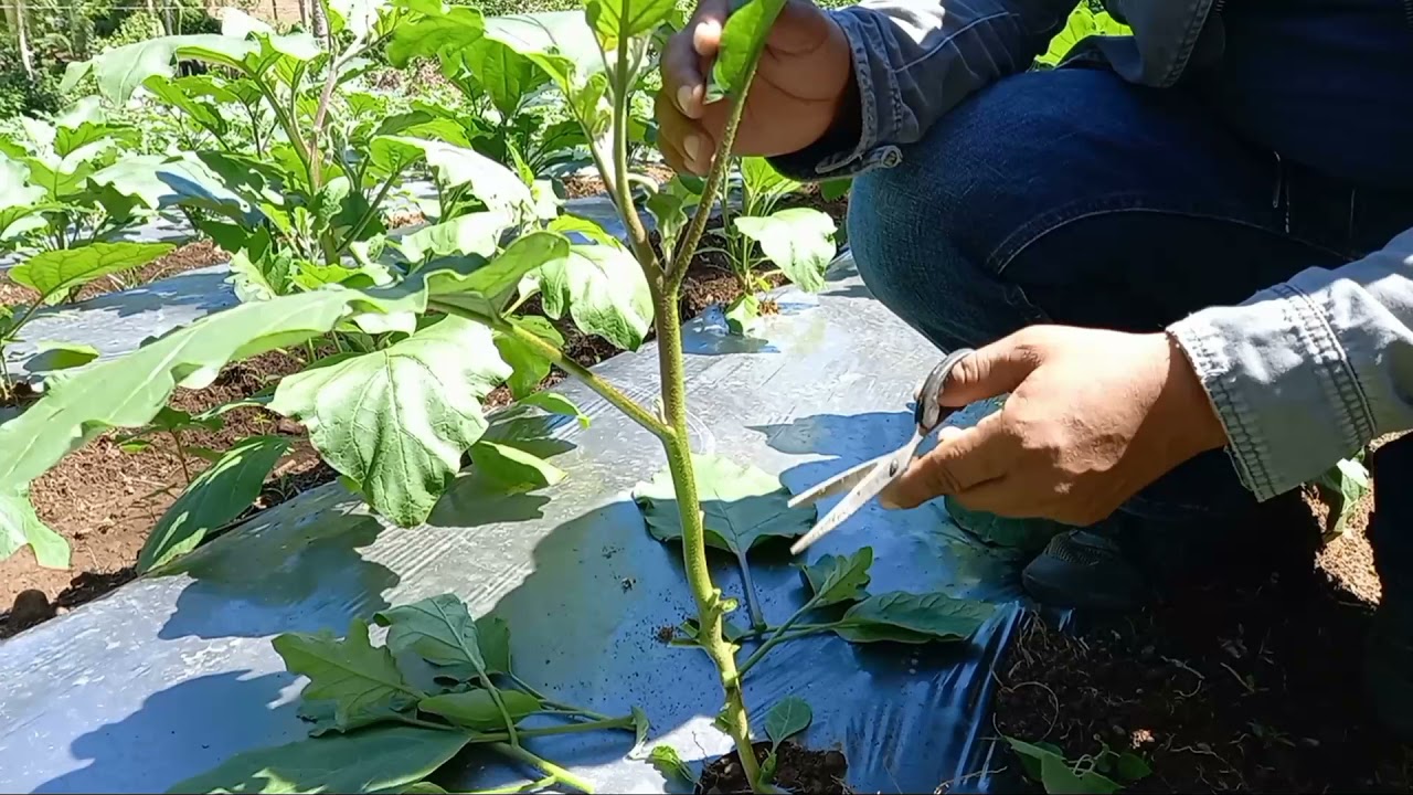 Paano Mag Pruning sa Talong?