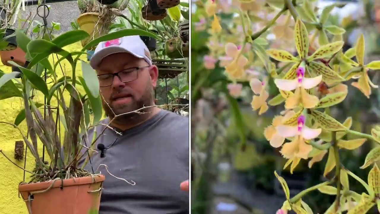 Dicas para cultivar a orquídea Epidendrum stamfordianum