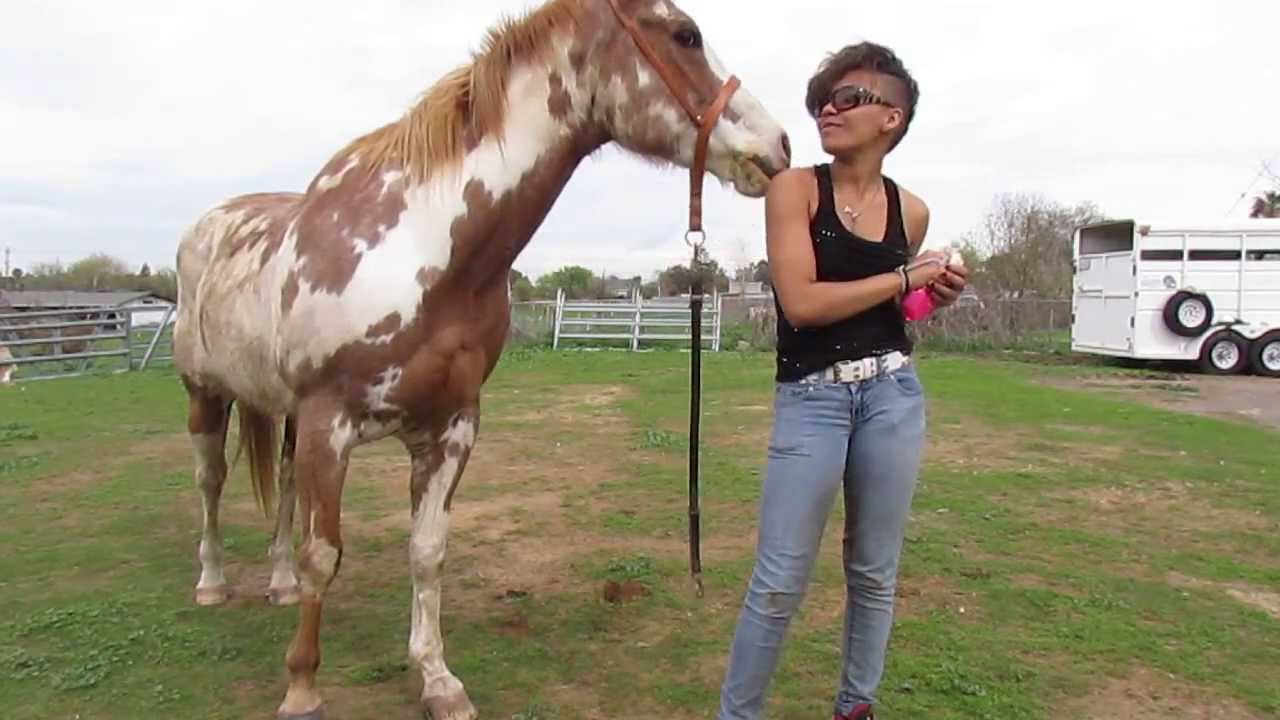 How to: Teach your horse to 