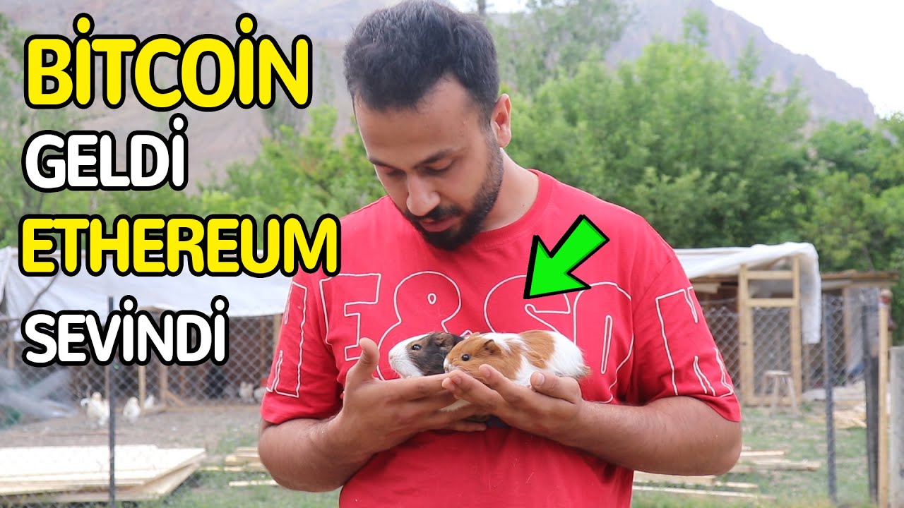 Guinea Pig Yeni Evcil Hayvanlarım. Bitcoin Geldi Ethereum Sevindi !