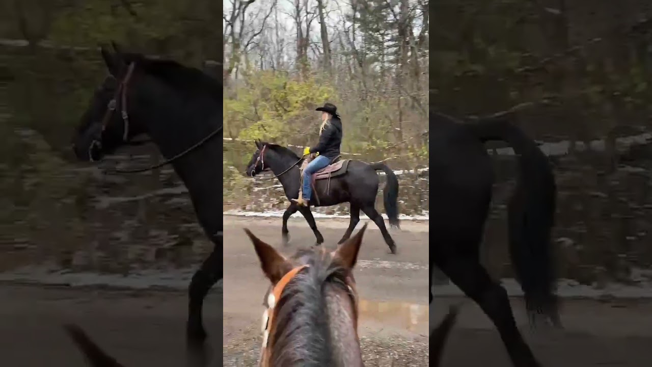 Knight, Rocky Mountain Gelding 