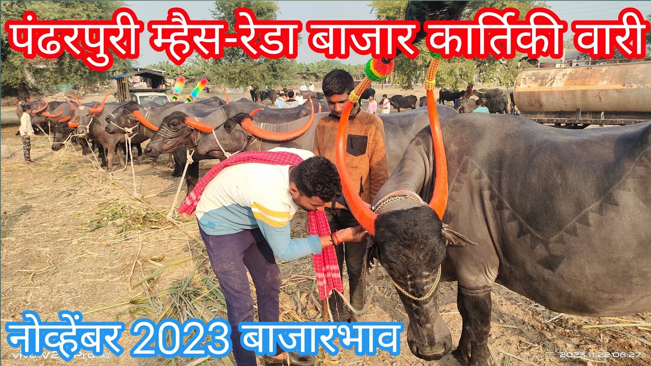 पंढरपुरी म्हैस,रेडा बाजार-पंढरपूर कार्तिकी वारी 2023 / Pandharpuri buffalo market / चालू बाजारभाव