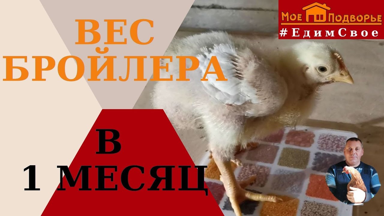 Вес бройлера в 14 дней и в 1 месяц. 