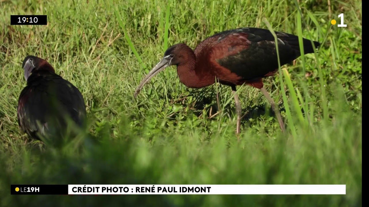 L'ibis falcinelle, un résident rare à l'Etang du Gol à Saint-Louis.