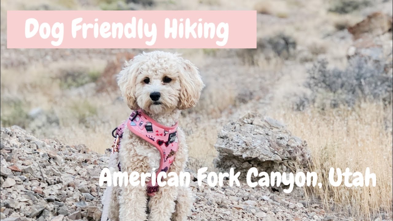Dog- Friendly Hiking American Fork Canyon, Utah