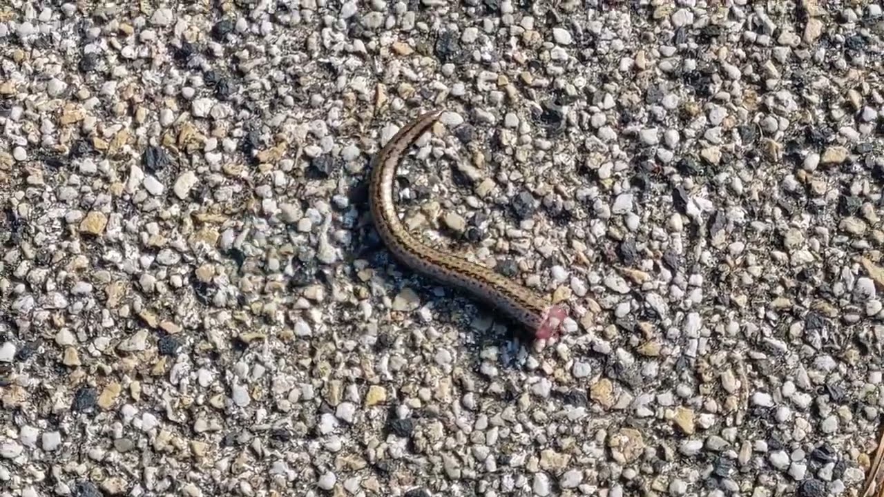 Padalec odrzuca ogon 🐍 Padalec zwyczajny (Anguis fragilis) 7.07.2023