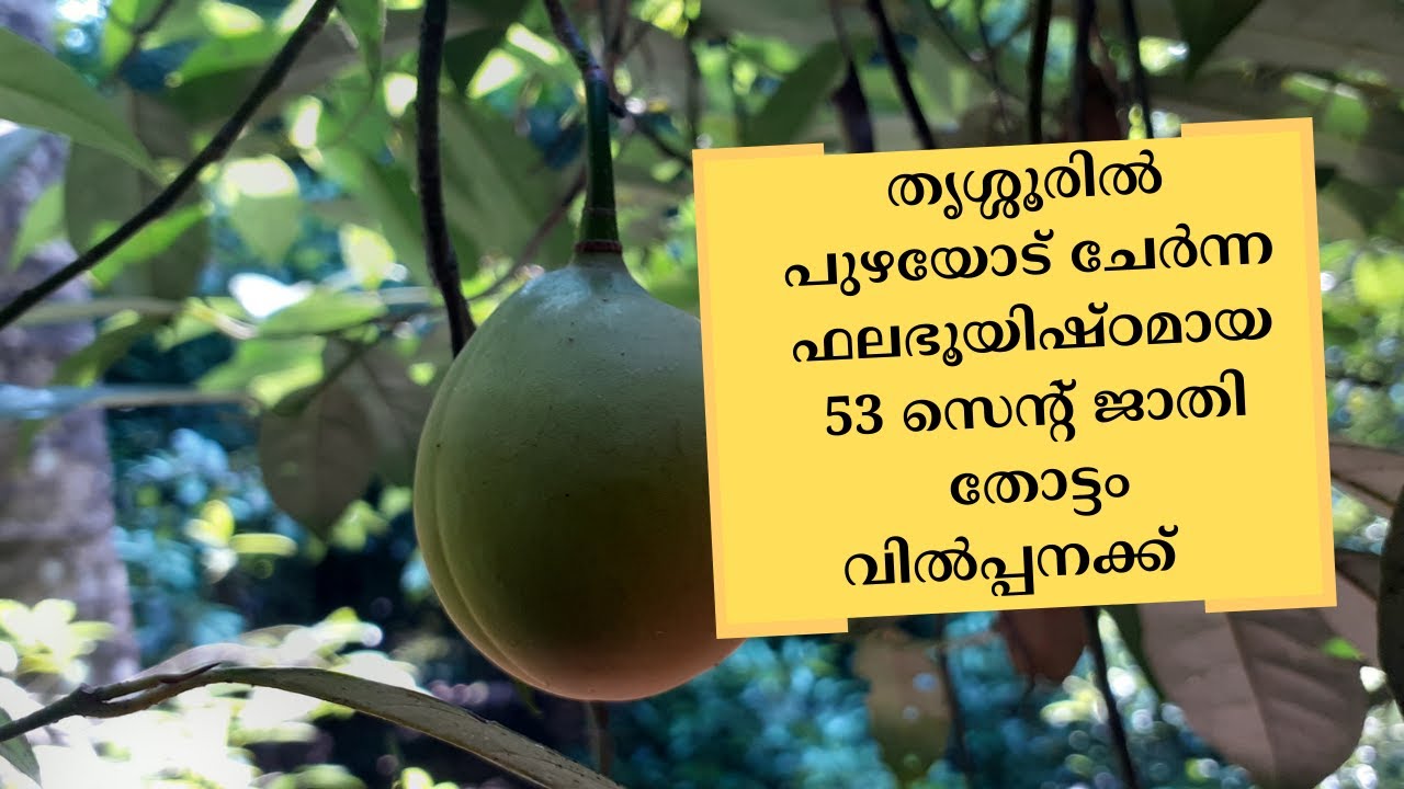 Nutmeg plantation for sale in Thrissur for just 1.25 Lac