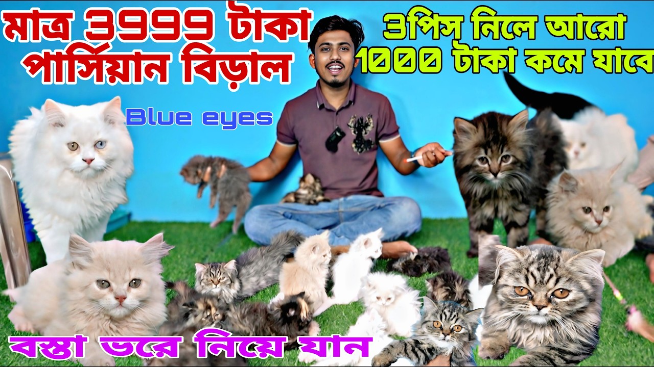মাত্র 3999 টাকা persian cat 😺!!cat market in Kolkata!! Dog market in Kolkata