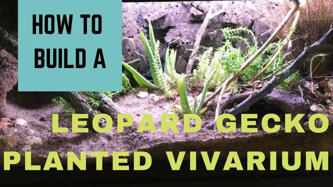 Leopard Gecko Bioactive Planted Tank | Arid/ Desert Vivarium Build