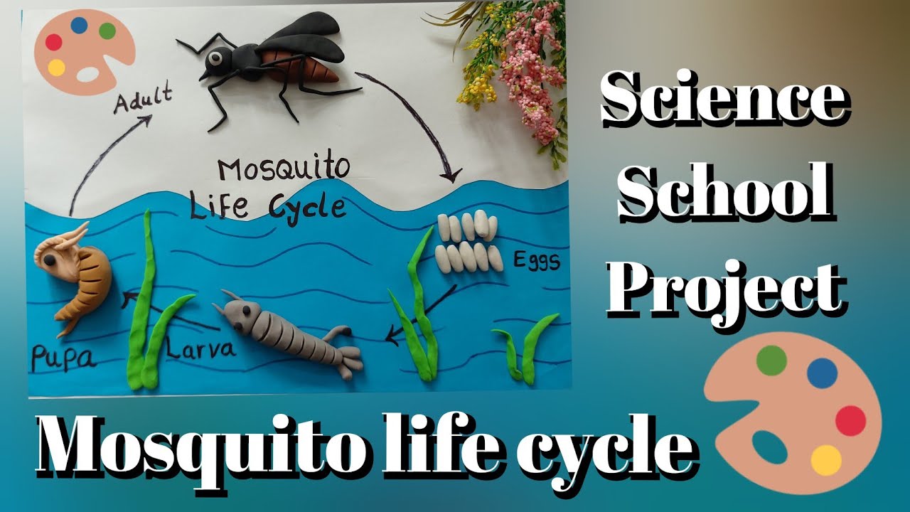 Mosquito life cycle || Mosquito life cycle stages using clay