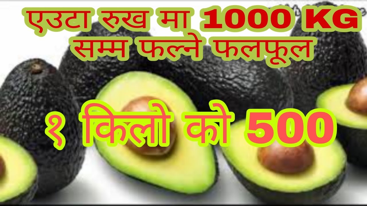 Avocado खेती कसरी गर्ने || How to grow Avocado in Nepal