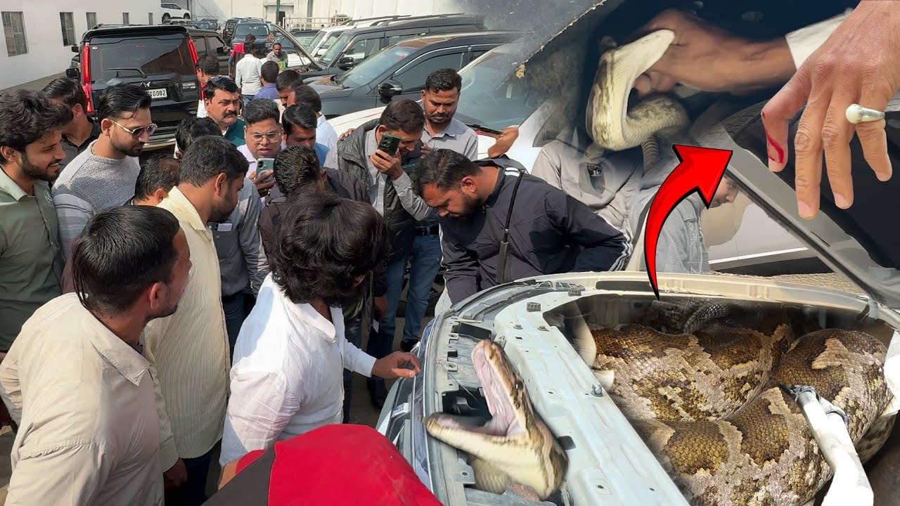 आख़िर साँप ने काट लिया, कार को सर्विस कराने पहुचे तो बोनट में दिखा अजगर सांप, फिर कैसे क्या हुआ!😱😱