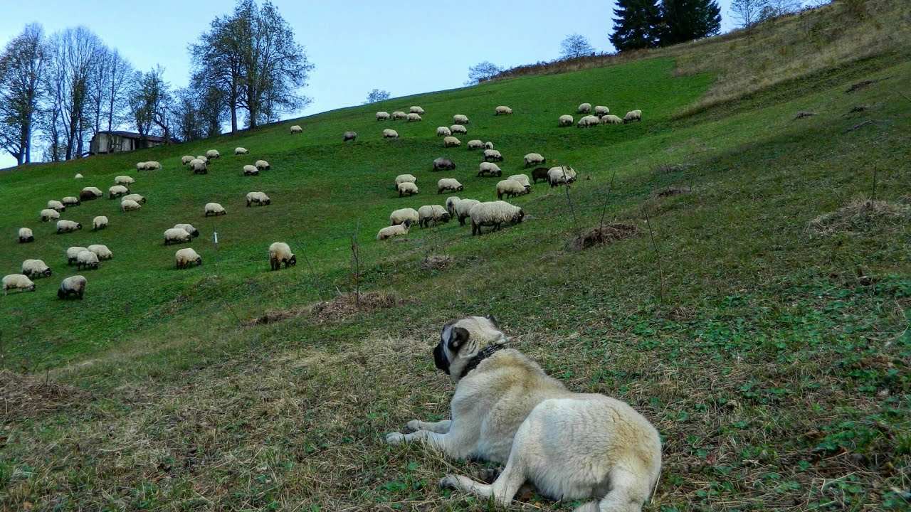 KADIRGA YAYLA YOLLARI ☆ GÖÇ