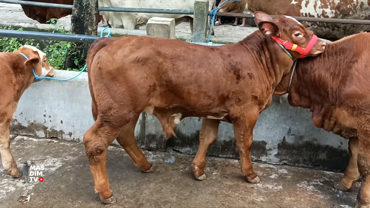 Riza Andi Farm Deal Limosin Super Calon Jumbo & Pedet Kembar Ekonomis !!
