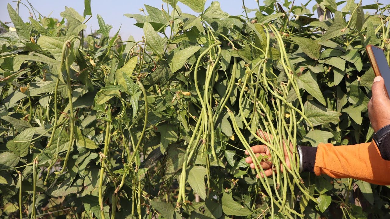 #Ankur F1 LOBIYA Xxl ATM फसल प्रदर्शन #agriculture #villagelife 
