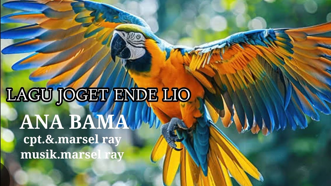 LAGU Joget ENDE LIO//ANA BAMA//CPT. Marsel ray,💥💥