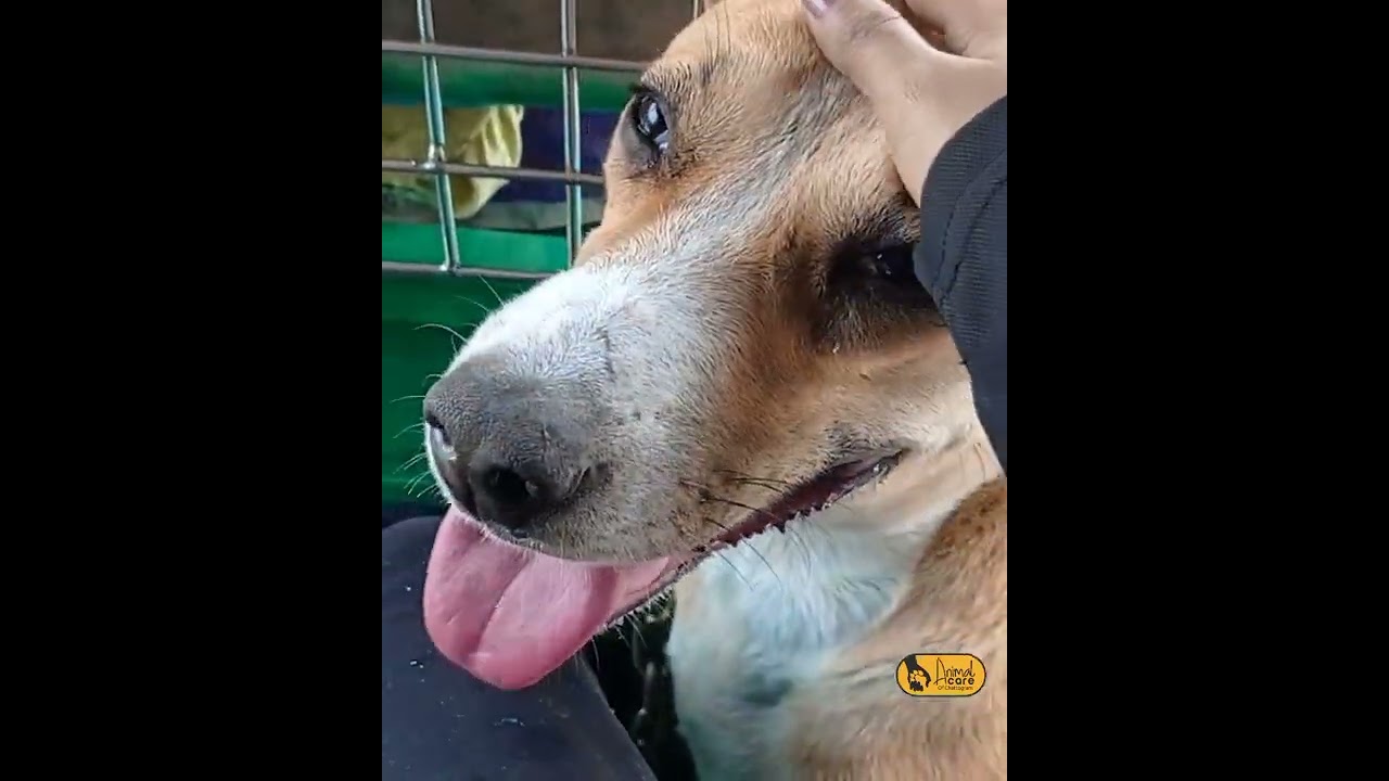 Female stray dog taken for sterilization || #shorts #acc #animalcareofchattogram #streetdog