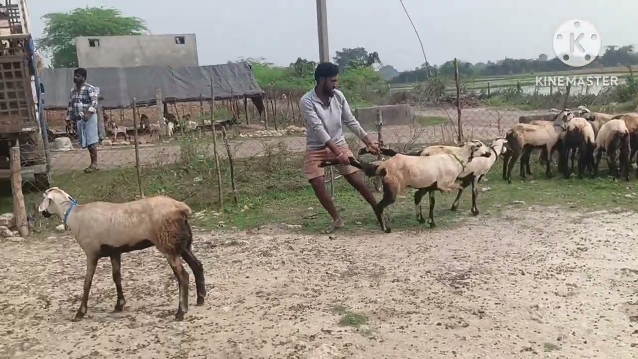 పల్లెల్లో రైతు దగ్గర మన సబ్స్క్రైబర్ కు పిల్ల తల్లి గొర్రెలు ఇప్పించాను (వెంకీ 6305662856) 25-1-2026