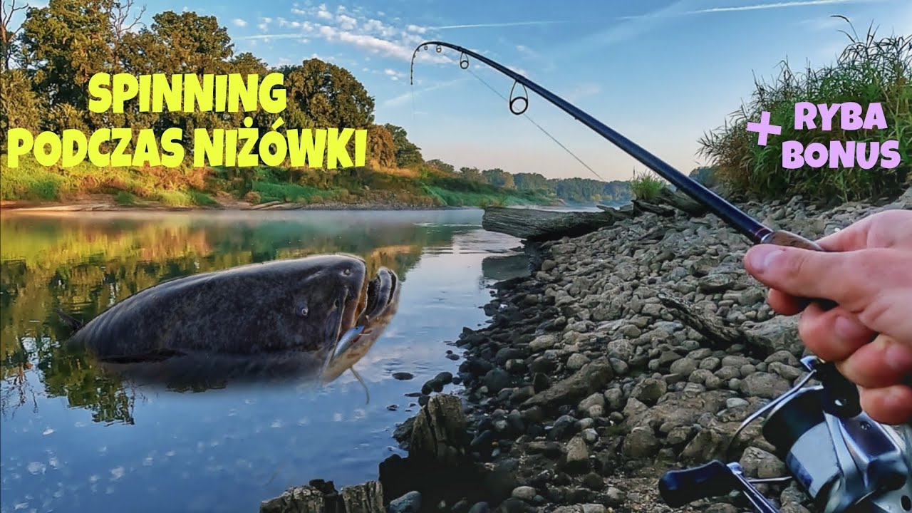 SPINNING PODCZAS NIŻÓWKI + RYBA BONUS ⚠️