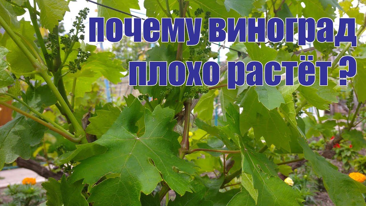 Почему виноград плохо растёт?