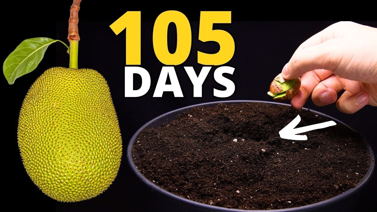Growing a Jackfruit Tree from Seed in Timelapse!