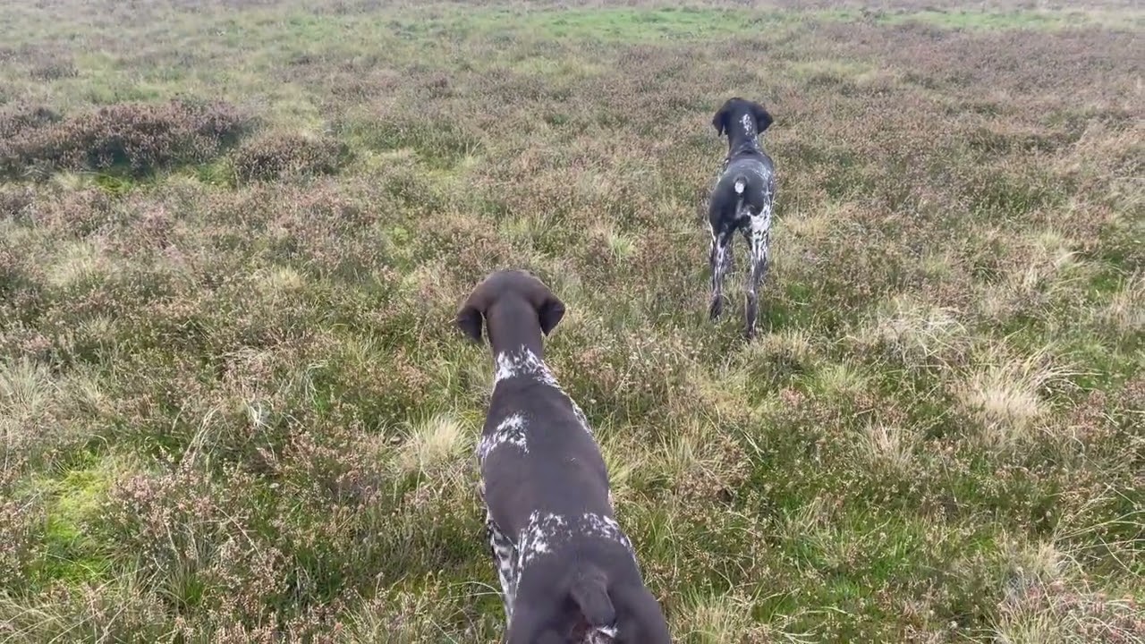 MAVIS FIRST GROUSE