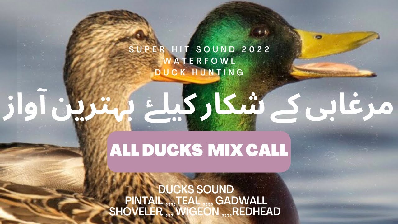 Duck sound | Murghabi ki Awaz | duck hunting call | Teal | Pintail | Wigeon | Gedwall | Shoveler etc
