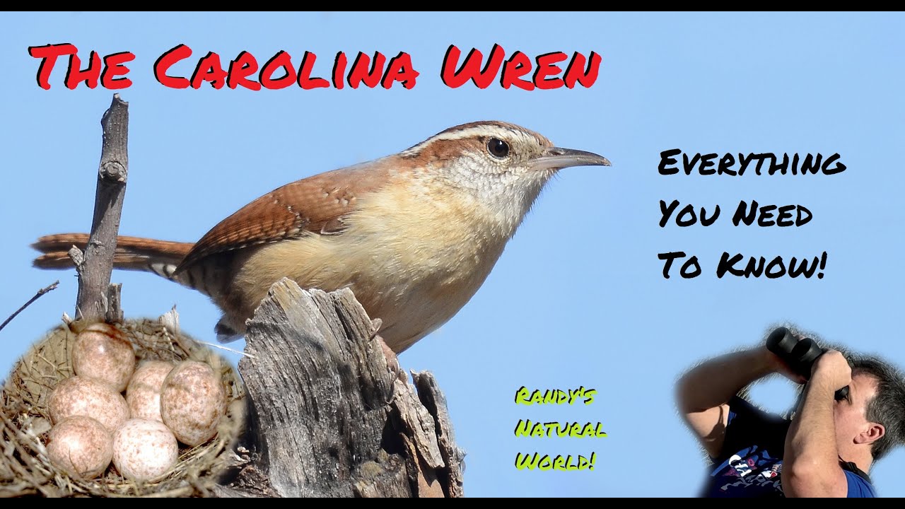 The Carolina Wren: Everything You Need to Know!