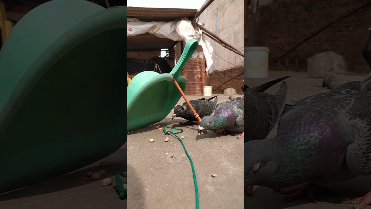 pigeon trap
