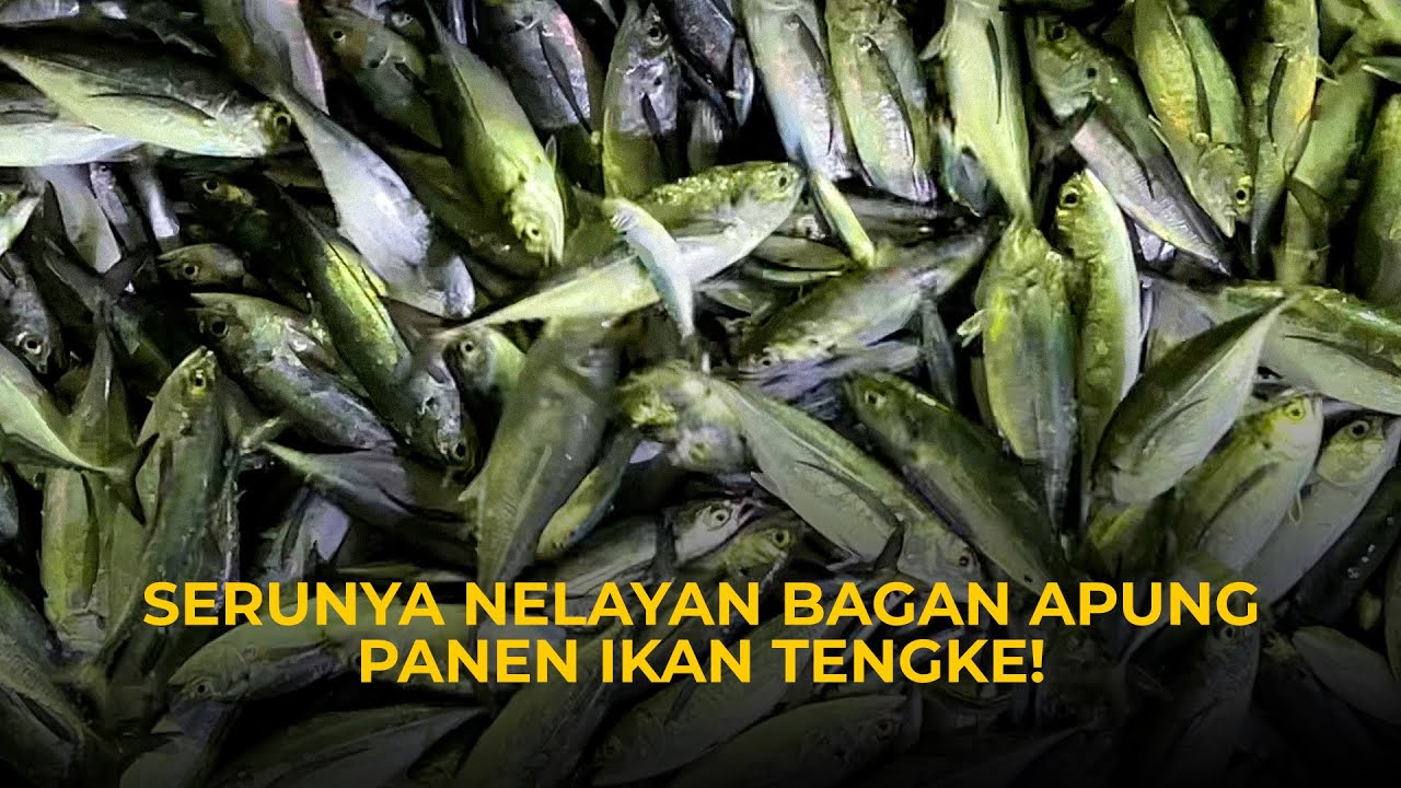 MENDEBARKAN! BAGAN APUNG PANEN IKAN TENGKE DI TENGAH LAUT