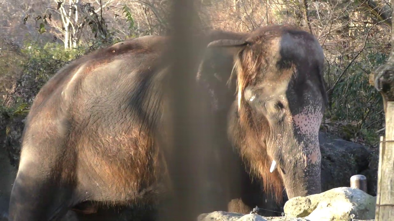 アジアゾウ と アフリカゾウ (富士サファリパーク・スーパージャングルバス) 2018年11月24日